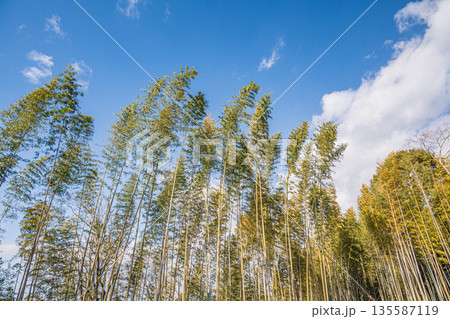 明日香の竹林風景 奈良県明日香村 明日香の竹林風景 奈良県明日香村 135587119