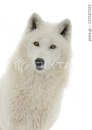 Polar white wolf isolated on white background 135587203