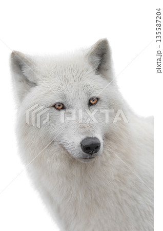 portrait polar white wolf isolated on white background. portrait polar white wolf isolated on white background. 135587204