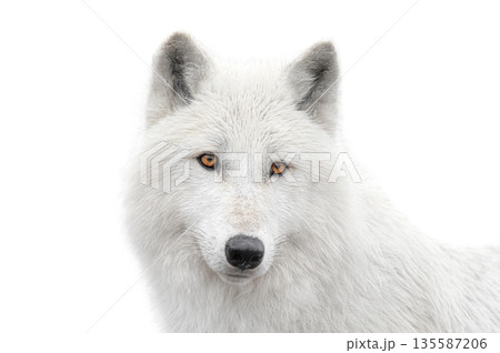 portrait polar white wolf isolated on white background. portrait polar white wolf isolated on white background. 135587206