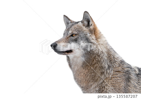 wolf isolated on a white background 135587207