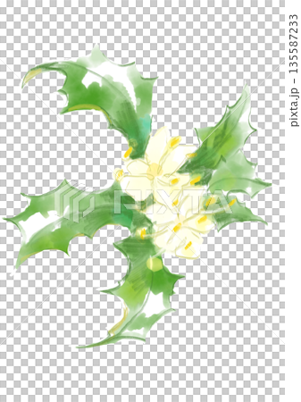 Hand-painted watercolor illustration of blooming holly Hand-painted watercolor illustration of blooming holly 135587233