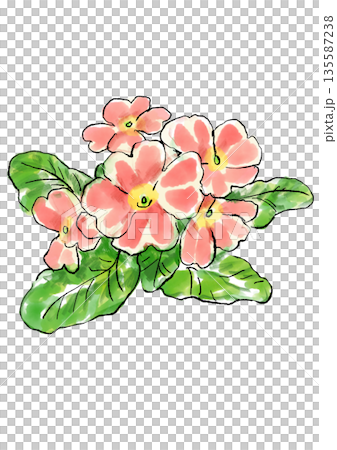 Hand drawn line and watercolor illustration of blooming primula Hand drawn line and watercolor illustration of blooming primula 135587238