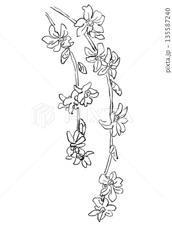咲き誇るレンギョウの手描きの線画イラスト 咲き誇るレンギョウの手描きの線画イラスト 135587240
