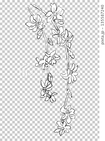 咲き誇るレンギョウの手描きの線画イラスト 咲き誇るレンギョウの手描きの線画イラスト 135587240
