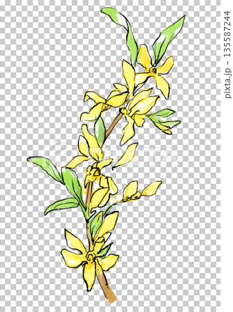 咲き誇る黄梅の手描きの線画と水彩イラスト 咲き誇る黄梅の手描きの線画と水彩イラスト 135587244