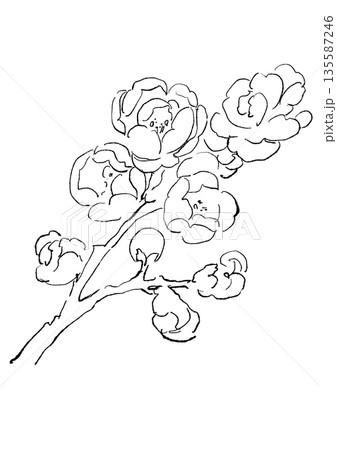 咲き誇る蝋梅の手描きの線画イラスト 135587246