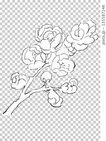咲き誇る蝋梅の手描きの線画イラスト 135587246