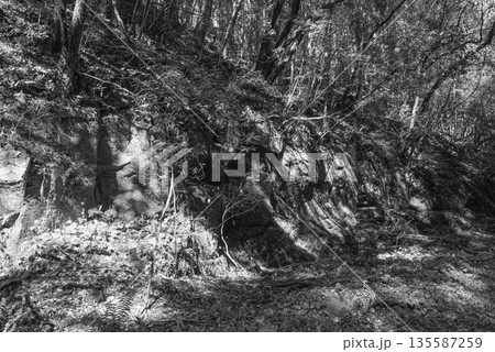 神秘の森の岩のある風景 神秘の森の岩のある風景 135587259