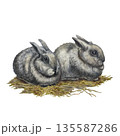 Fluffy gray rabbits on a pile of hay and straw, isolated on a white background. Hand-drawn watercolor illustration of the animal in a realistic style for Easter cards, postcards, wallpaper. 135587286