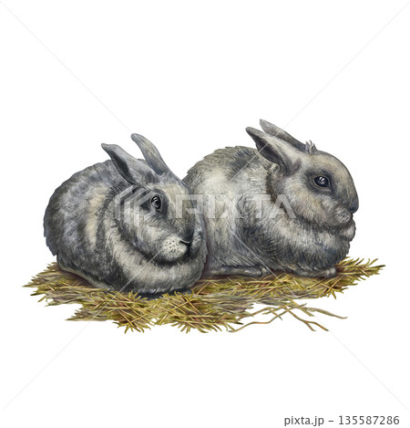 Fluffy gray rabbits on a pile of hay and straw, isolated on a white background. Hand-drawn watercolor illustration of the animal in a realistic style for Easter cards, postcards, wallpaper. 135587286