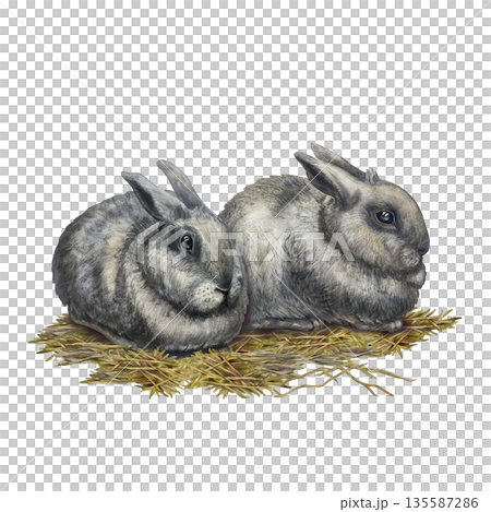 Fluffy gray rabbits on a pile of hay and straw, isolated on a white background. Hand-drawn watercolor illustration of the animal in a realistic style for Easter cards, postcards, wallpaper. 135587286