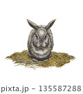 Fluffy gray rabbit on a pile of hay and straw, isolated on a white background, front view. Hand-drawn watercolor illustration of the animal in a realistic style for Easter cards, postcards, wallpaper. 135587288