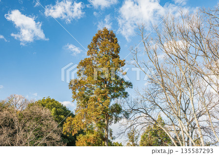明日香村の山林風景 奈良県明日香村 明日香村の山林風景 奈良県明日香村 135587293