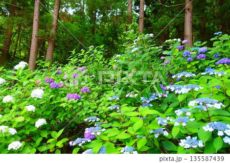 満開のアジサイ　紫陽花　あじさい　出塩文殊堂　山形市 135587439