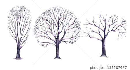 Set of bare oak and poplar trees with snow on their branches as elements of a winter landscape in shades of lilac and pink.Hand drawn watecolor illustration for childrens educational books 135587477