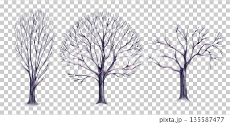 Set of bare oak and poplar trees with snow on their branches as elements of a winter landscape in shades of lilac and pink.Hand drawn watecolor illustration for childrens educational books 135587477