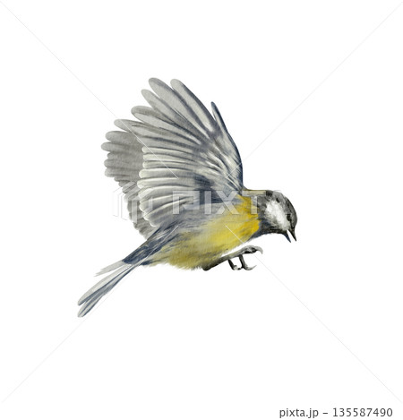 Chickadee bird in mid flight with wings fully spread,captured in a dynamic side view.Painted with soft watercolor washes.Illustration for garden themes,educational,spring or Easter projects Chickadee bird in mid flight with wings fully spread,captured in a dynamic side view.Painted with soft watercolor washes.Illustration for garden themes,educational,spring or Easter projects 135587490