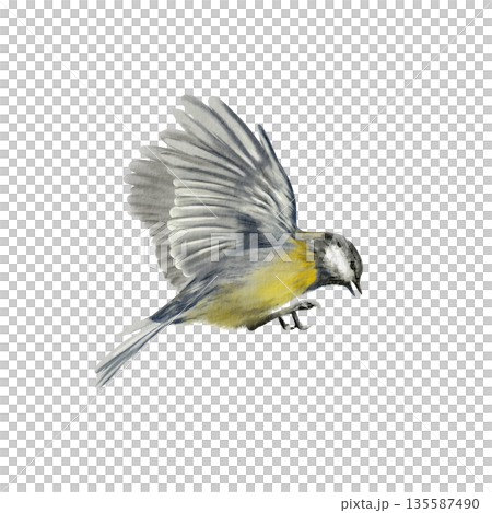 Chickadee bird in mid flight with wings fully spread,captured in a dynamic side view.Painted with soft watercolor washes.Illustration for garden themes,educational,spring or Easter projects 135587490