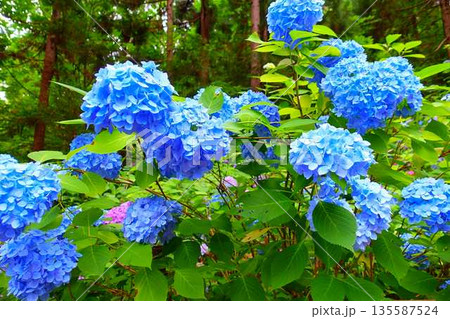 満開のアジサイ 紫陽花 あじさい 出塩文殊堂 山形市 満開のアジサイ 紫陽花 あじさい 出塩文殊堂 山形市 135587524