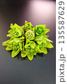 フキノトウ　ふきのとう　蕗の薹 135587629