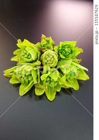 フキノトウ　ふきのとう　蕗の薹 135587629