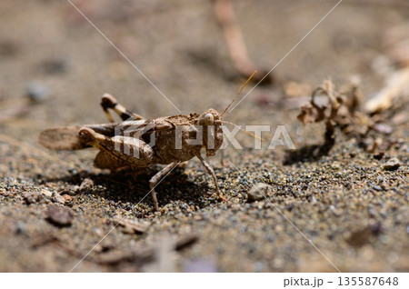 Grasshopper on Dirt Road in Rural Cyprus Grasshopper on Dirt Road in Rural Cyprus 135587648