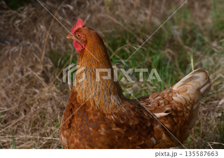 Vibrant hen exploring a sunlit meadow in a serene countryside setting during a warm afternoon Vibrant hen exploring a sunlit meadow in a serene countryside setting during a warm afternoon 135587663
