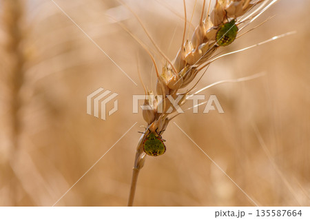 Macro shot of a green shield bug perched on rye ears in Cyprus. A vivid insect among golden grains in a Mediterranean rural landscape. 135587664
