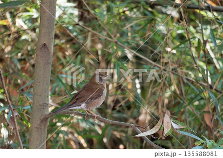 シロハラ 135588081