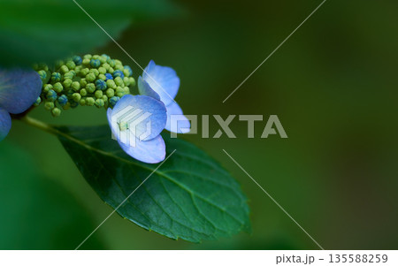 暗い日陰に綺麗に咲く水色のガクアジサイの花のアップ 135588259