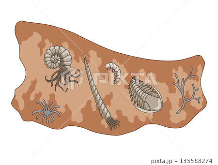 Era of Earth history. Scene with various simplest animals in soil layer. Vector primary buried underground 135588274