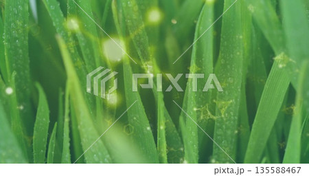 Displaying dew droplets on grass blades in outdoor close-up, with glowing nodes and hex overlays 135588467