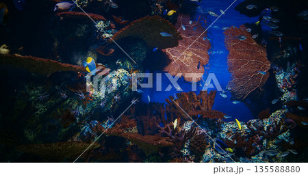 Large Underwater Aquarium With Variety Of Colorful, Vibrant Tropical Fish Swimming Among Corals. Ocean Animal, Aquatic Life. Diverse Underwater World. Pyramid Butterflyfish Swim In Underwater Aquarium 135588880