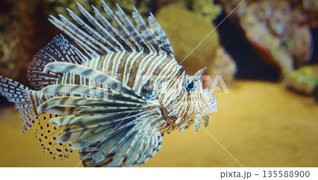 Red Lionfish Slow Swim, Close Up View. Ocean Animal, Aquatic Life. Diverse Underwater World. Pterois Volitans Is Venomous Coral Reef Fish In Family Scorpaenidae. Predatory Fish. Deadly Dangerous Fish 135588900