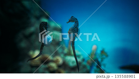 Seahorse Swim In Underwater Aquarium. Sea-horse Or Sea Horse Is Species Of Small Marine Bony Fish In Genus Hippocampus. Amazing Marine Wildlife, Ocean Animal, Aquatic Life. Animal Wildlife Concept 135588901