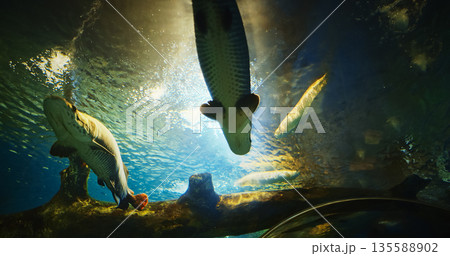 Pacman Catfish Side View. Lophiosilurus Alexandri Is Species Of Catfish (order Siluriformes) Of Family Pseudopimelodidae. Giant Catfish Swim In Aquarium. Man Watching Pacman Catfish 135588902
