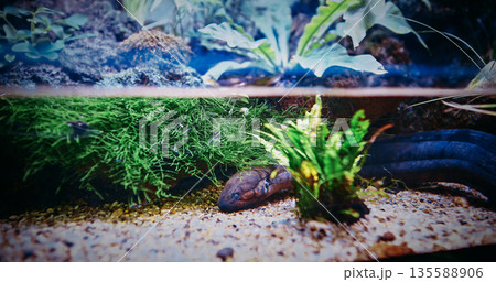 Electric Eel Lies On Bottom Of Aquarium. Electric Eels Genus, Electrophorus, Of Neotropical Freshwater Fish From South America In The Family Gymnotidae. Electric Eels Nocturnal, Obligate Air-breathing 135588906