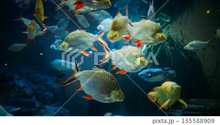 Aquarium Filled With Tinfoil Barb Fishes Close up View. Tinfoil Barb Is Schooling Species. Active And Entertaining Fishes. Tinfoil Barb Grouped Together In Underwater. Fish Tinfoil Barb Swimming In 135588909