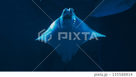 Swim Stingray On Blue Background Close Up View. Golden Cownose Ray Or Pacific Cownose Ray. Rhinoptera Steindachneri Sea Rays. Ocean Animal, Aquatic Life. Diverse Underwater World Swim Stingray On Blue Background Close Up View. Golden Cownose Ray Or Pacific Cownose Ray. Rhinoptera Steindachneri Sea Rays. Ocean Animal, Aquatic Life. Diverse Underwater World 135588914