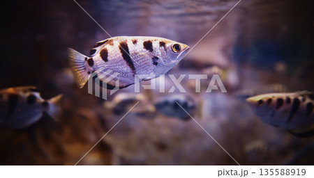 Spotted Archerfish Swim In Aquarium, Side Close-up View. Toxotes Chatareus Or Common Archerfish, Seven-spot Archerfish Or Largescale Archerfish, Is Species Of Perciform Fish In Archerfish Genus 135588919