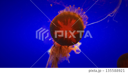 Big Jellyfish On Blue Background. Japanese Sea Nettle Or Chrysaora Pacifica In Family Pelagiidae. Dangerous Jellyfish To Humans. Mesmerizing Swimming Of Jellyfish. Ocean Animal, Aquatic Life 135588921