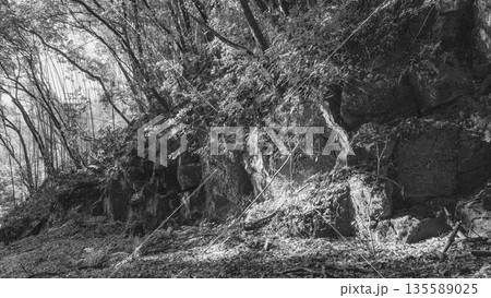 森林に石のある風景 135589025