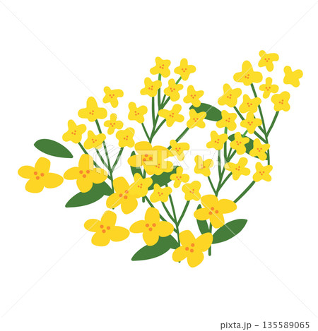JEJU23. This is an illustration of canola flowers in Jeju Island, which is a representative tourist destination in Korea. 135589065