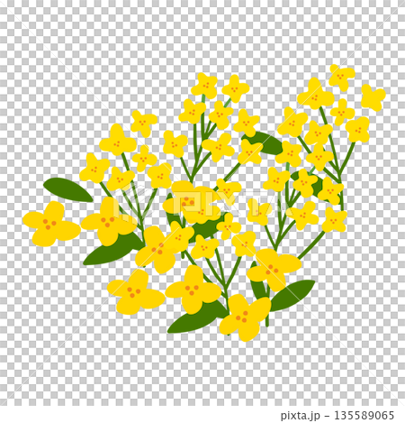 JEJU23. This is an illustration of canola flowers in Jeju Island, which is a representative tourist destination in Korea. 135589065