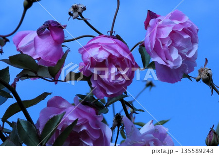 バラの花：ピンク：大倫：花壇:天の川河川敷公園 135589248