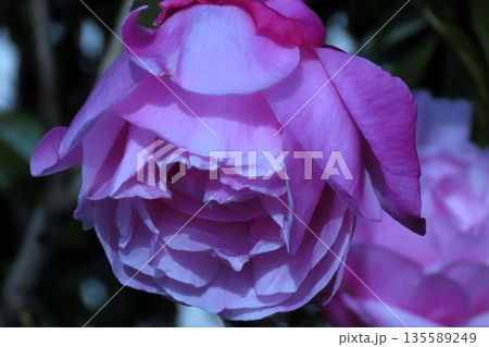 バラの花：ピンク：大倫：花壇:天の川河川敷公園 135589249