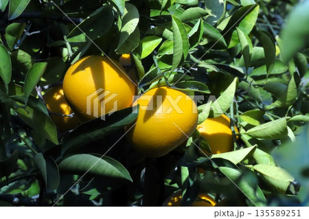 秋の実り：柑橘類：キノット&ダイダイ 135589251