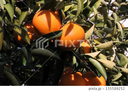 秋の実り：柑橘類：キノット&ダイダイ 135589252