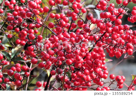 南天：ナンテンの赤い実：紅葉：天の川ワンド公園 135589254